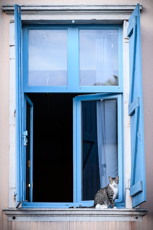 Fotobanka s bezplatnými fotkami na tému domáce zvieratá, mačka, modrá