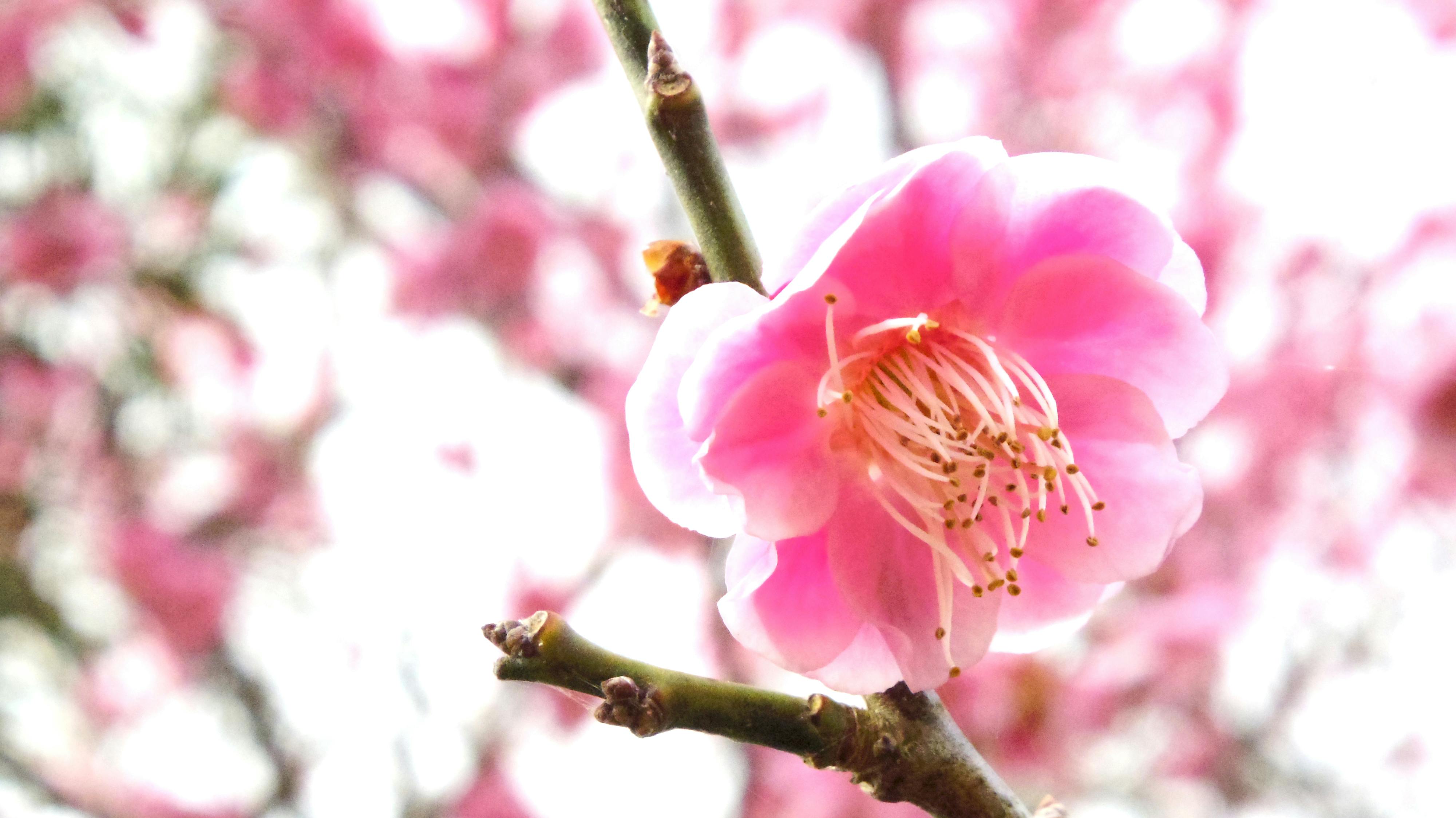 Free stock photo of blossoms, pink, plum