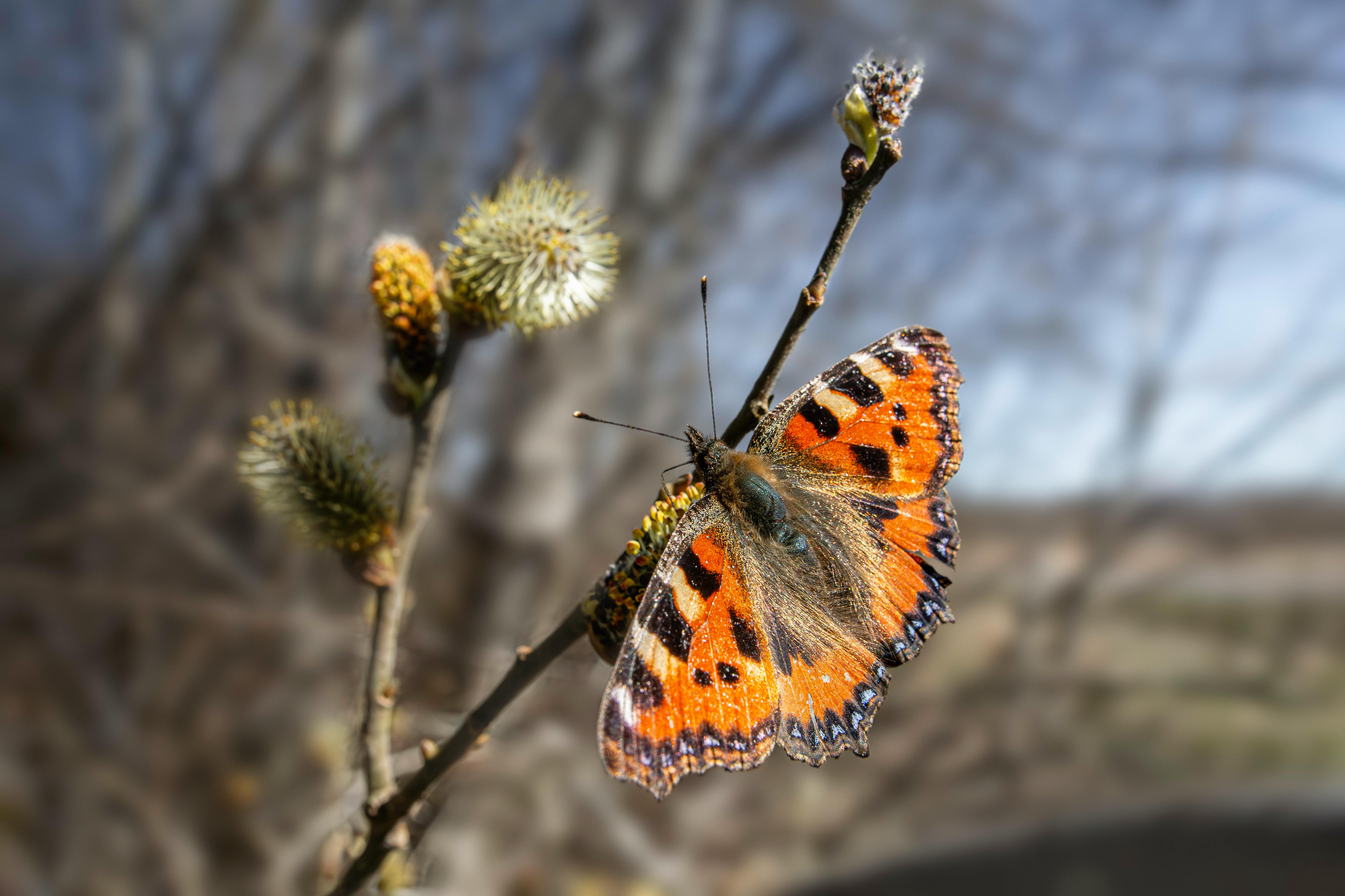 a butterfly sitting on a twig with some leaves