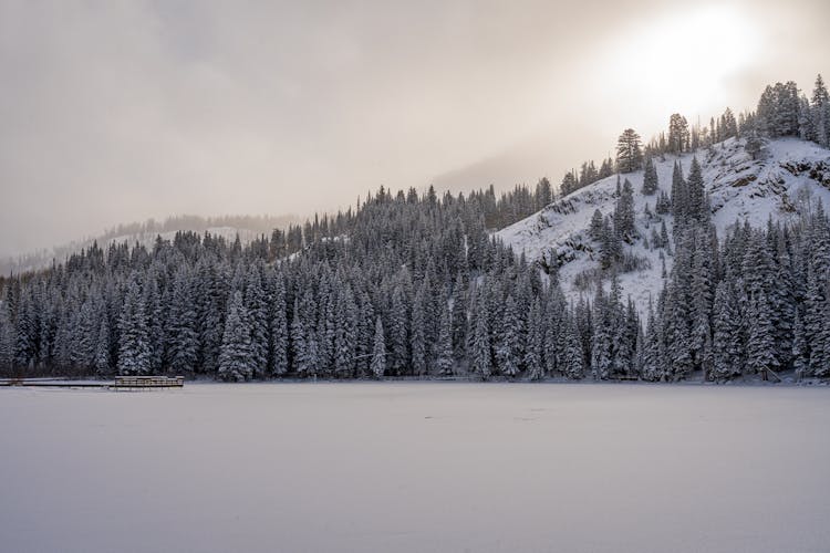 Frozen Lake And Coniferous Trees In Snow