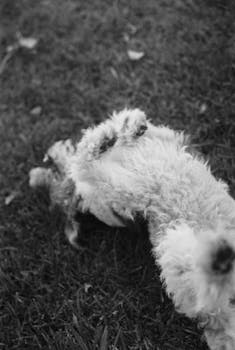 Charming black and white photo of a playful puppy rolling on grass in Lisbon, capturing a moment of joy.