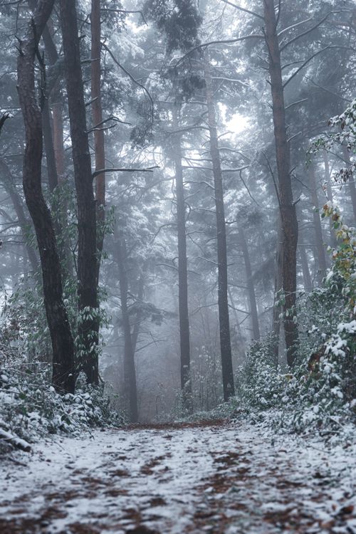 Free Tranquil snowy trail through a misty winter forest, ideal for nature themes. Stock Photo