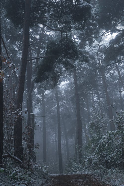 Foto profissional grátis de calçada, floresta, garoa