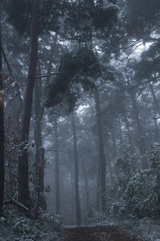 A serene misty forest with a snow-covered path, evoking a tranquil winter atmosphere.