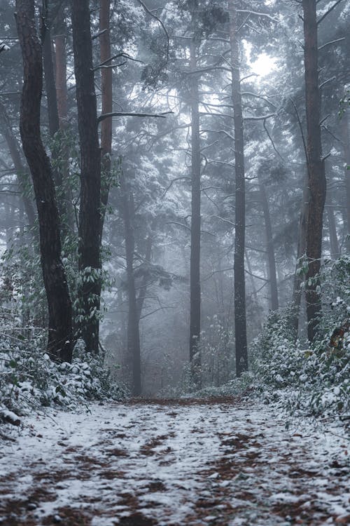Snowed Path in Mystery Forest