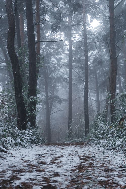 Free Explore the serene beauty of a snow-covered forest path, evoking a sense of mystery and tranquility. Stock Photo