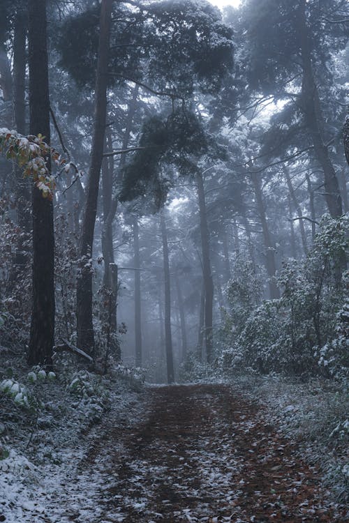 Footpath in Forest in Winter