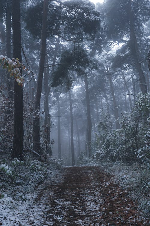 Photos gratuites de arbres, chemin, forêt