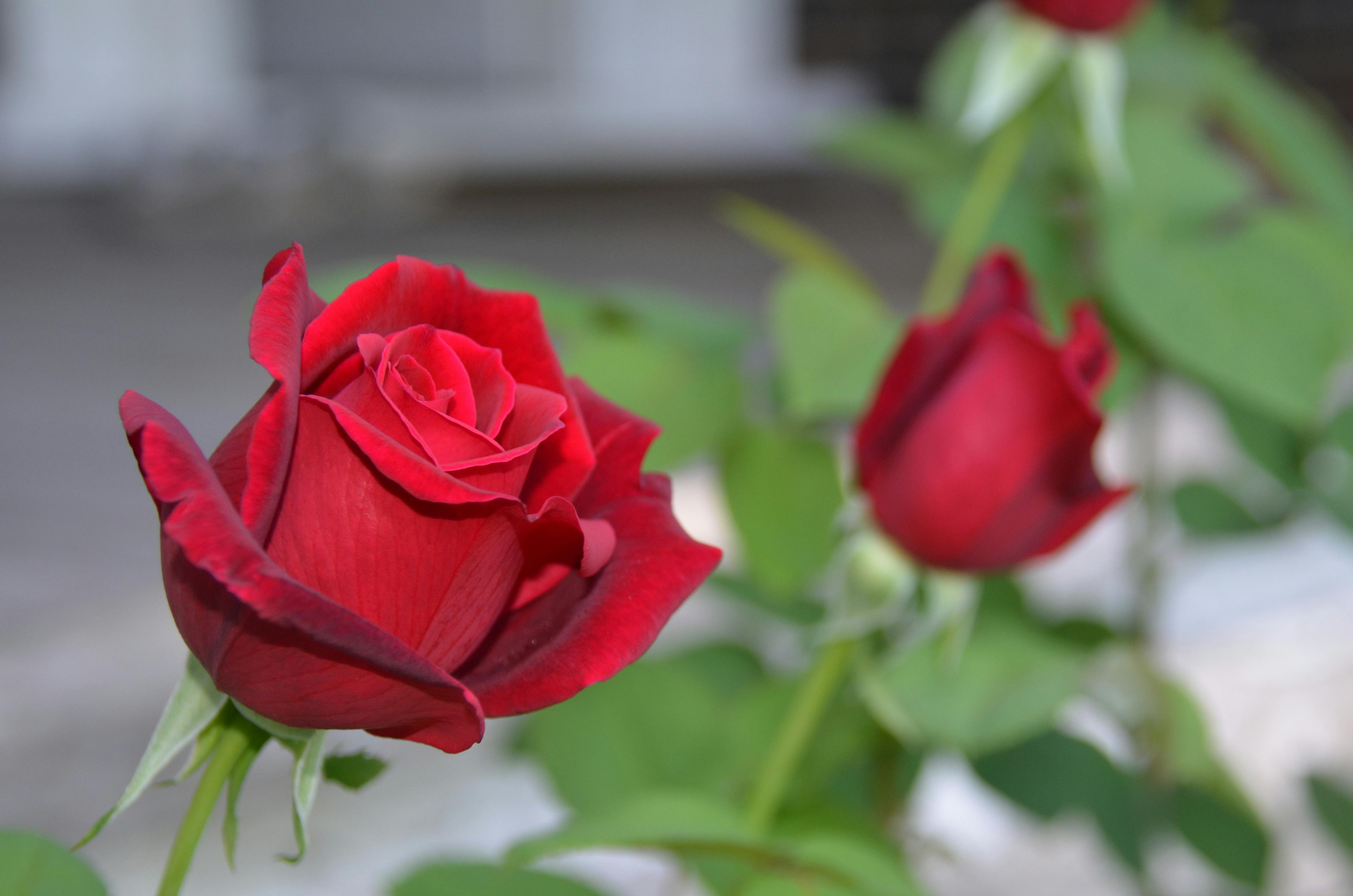 Free stock photo of beautiful red rose in garden
