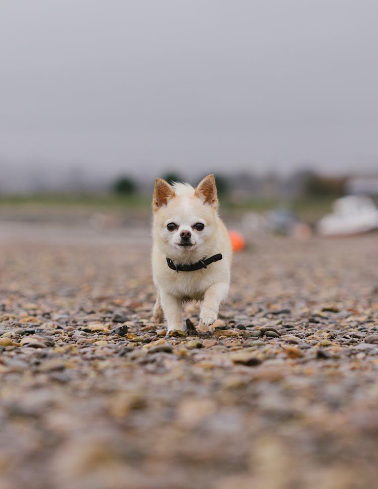 Cute Fluffy Chihuahua