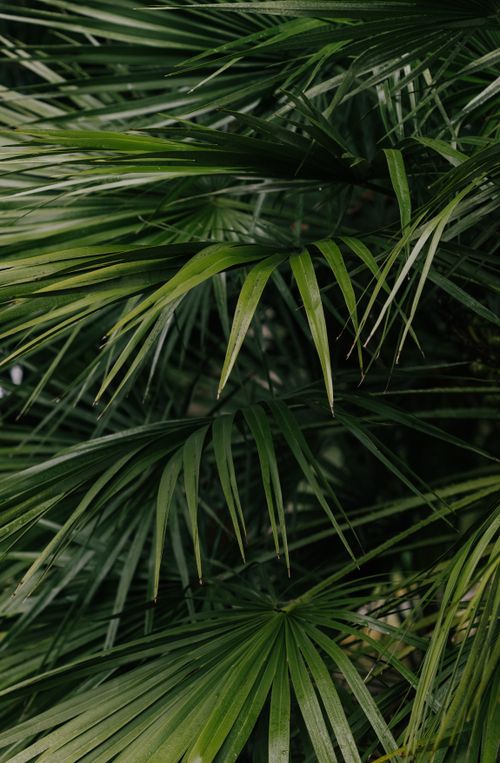 Free Close-up of vibrant Mexican fan palm leaves showcasing green foliage and natural texture. Stock Photo