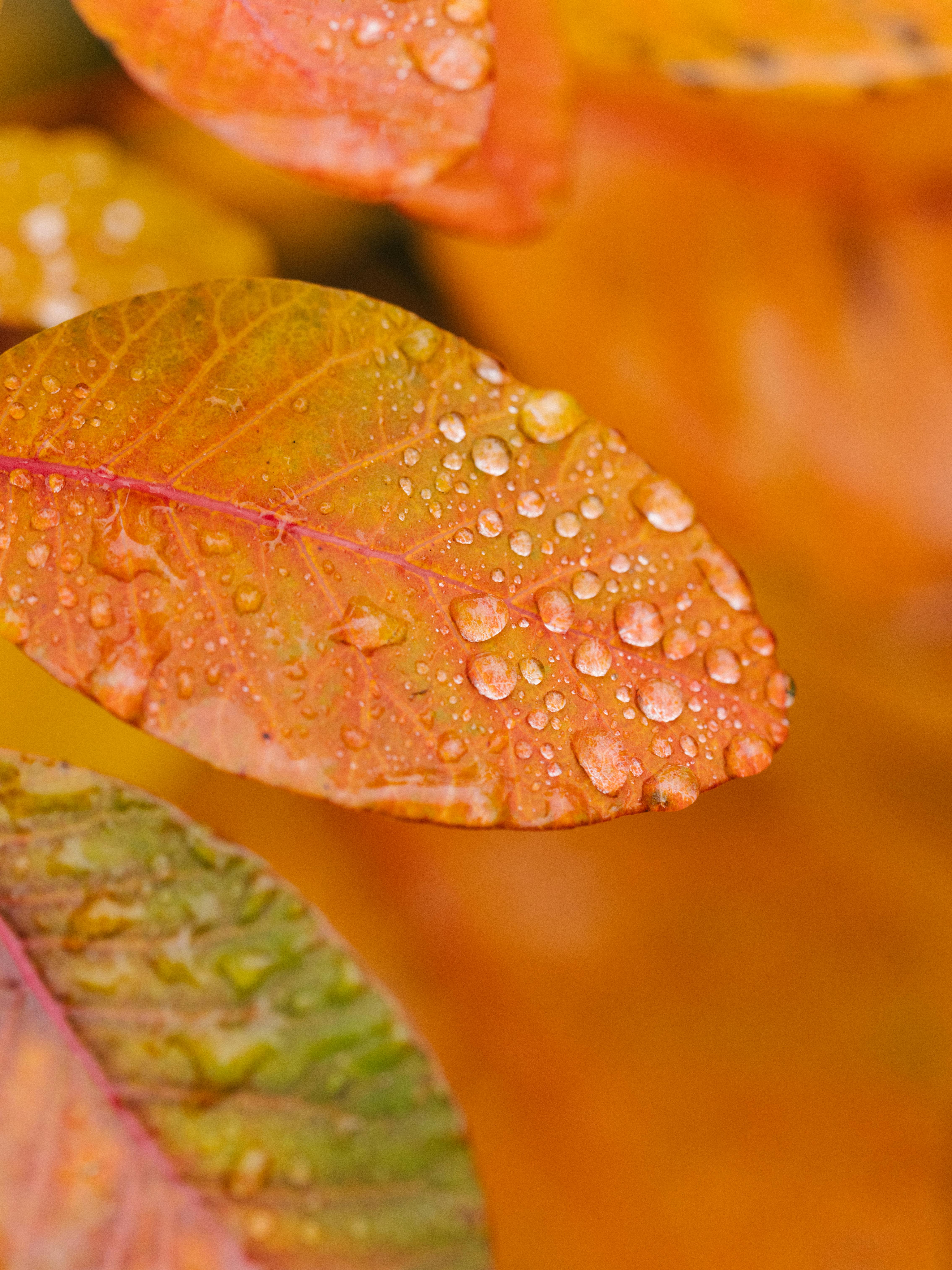 Close-up of vibrant autumn leaves, adorned with glistening dewdrops, showcasing fall's colorful palette.
