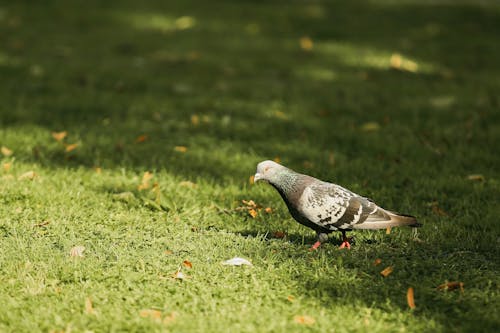 Pigeon on Grass