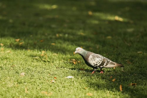 Free A detailed close-up of a pigeon on a grassy lawn, captured in natural sunlight. Stock Photo