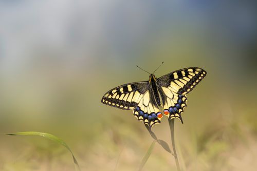Free Vibrant swallowtail butterfly perched on leaf in natural setting, showcasing colorful wings. Stock Photo