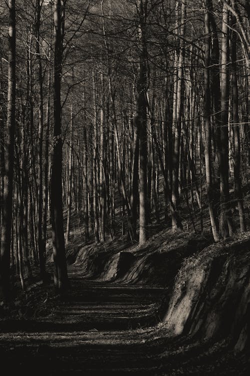 Black and White Photo of a Pathway in a Forest 