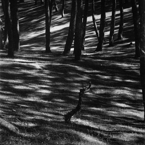 Empty Trees in a Forest in Black and White
