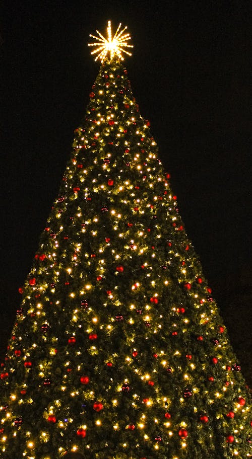 Бесплатное стоковое фото с новогодняя атмосфера, рождественская елка, рождественская елка фон