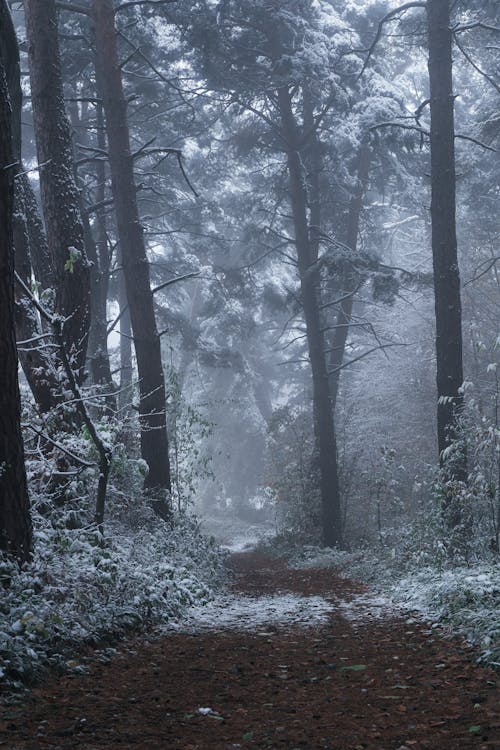 Path in a Forest in Winter 