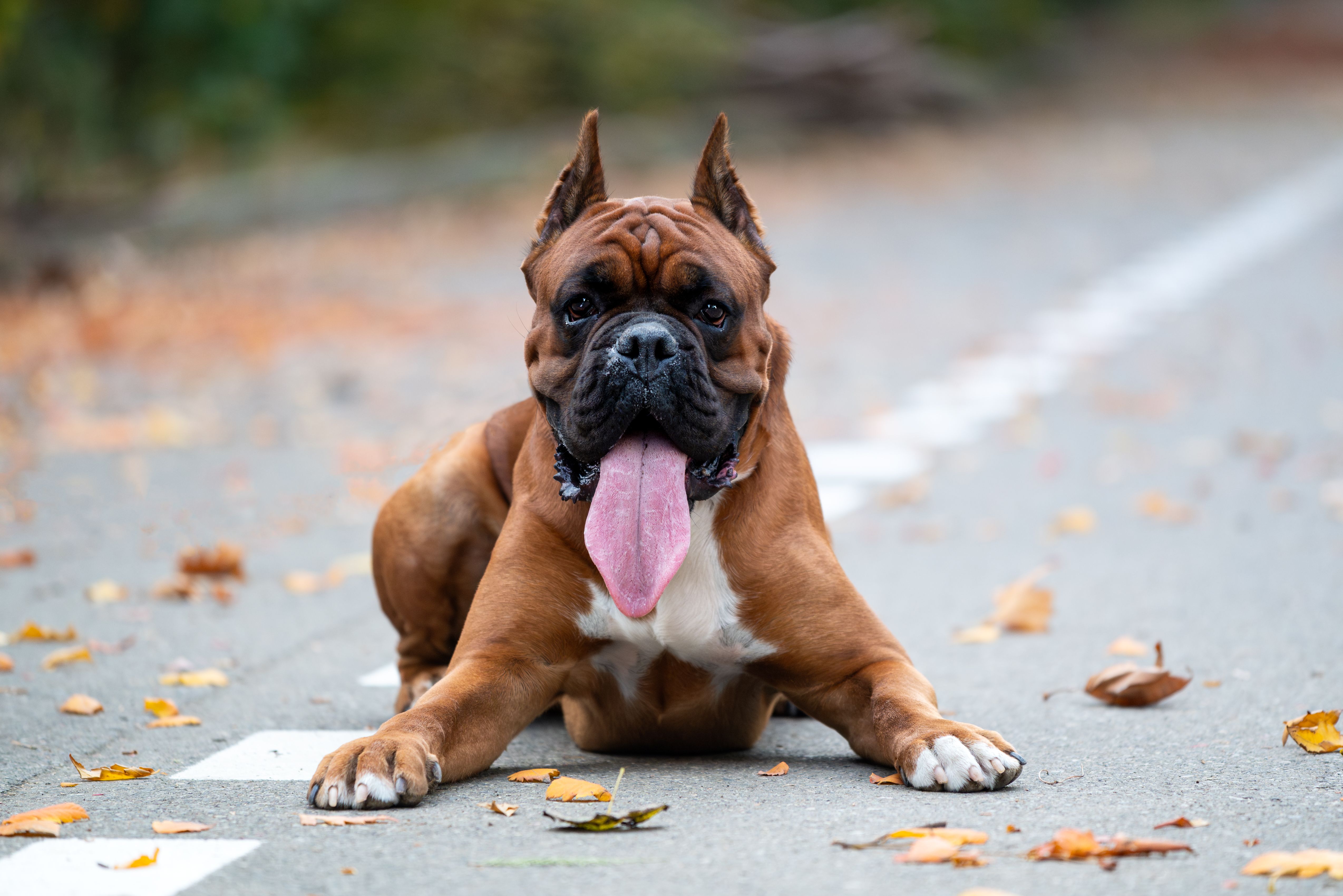 A boxer dog lies playfully on a leaf-covered road in Tbilisi, Georgia, capturing the essence of autumn.