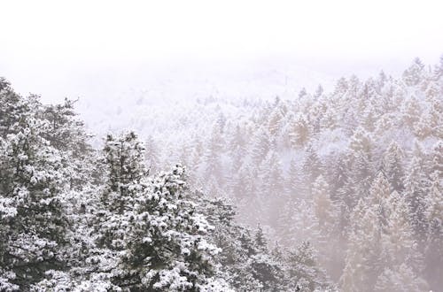 Evergreen Forest in Winter