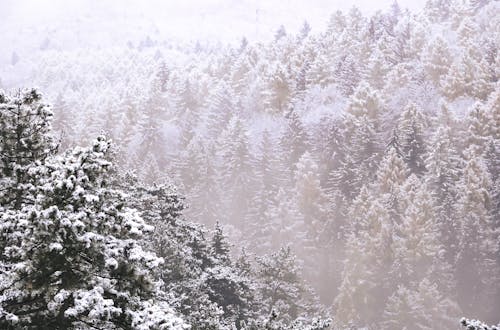 Foto profissional grátis de árvores, com frio, conífera