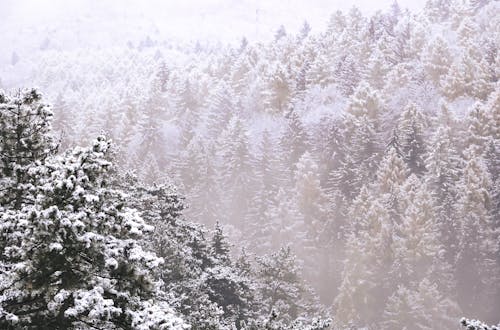 Coniferous Forest Covered with Snow 