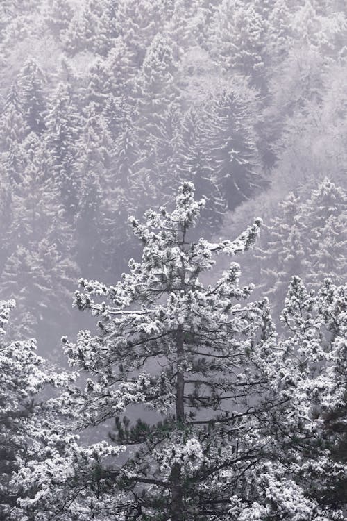 Gratis lagerfoto af lodret skud, skov, sne