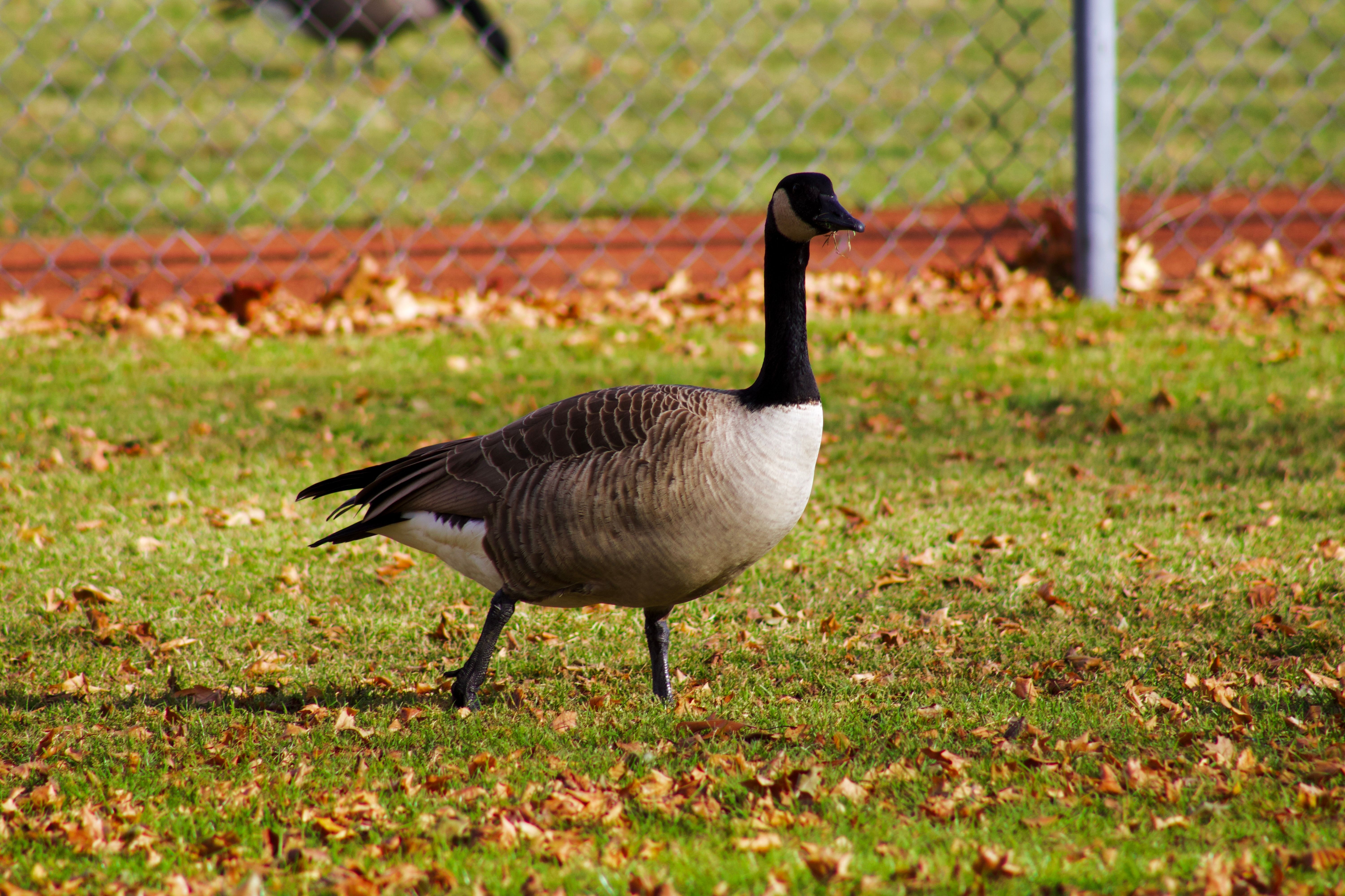 View of Bird Enclosure Photos, Download The BEST Free Bird Enclosure Stock ...
