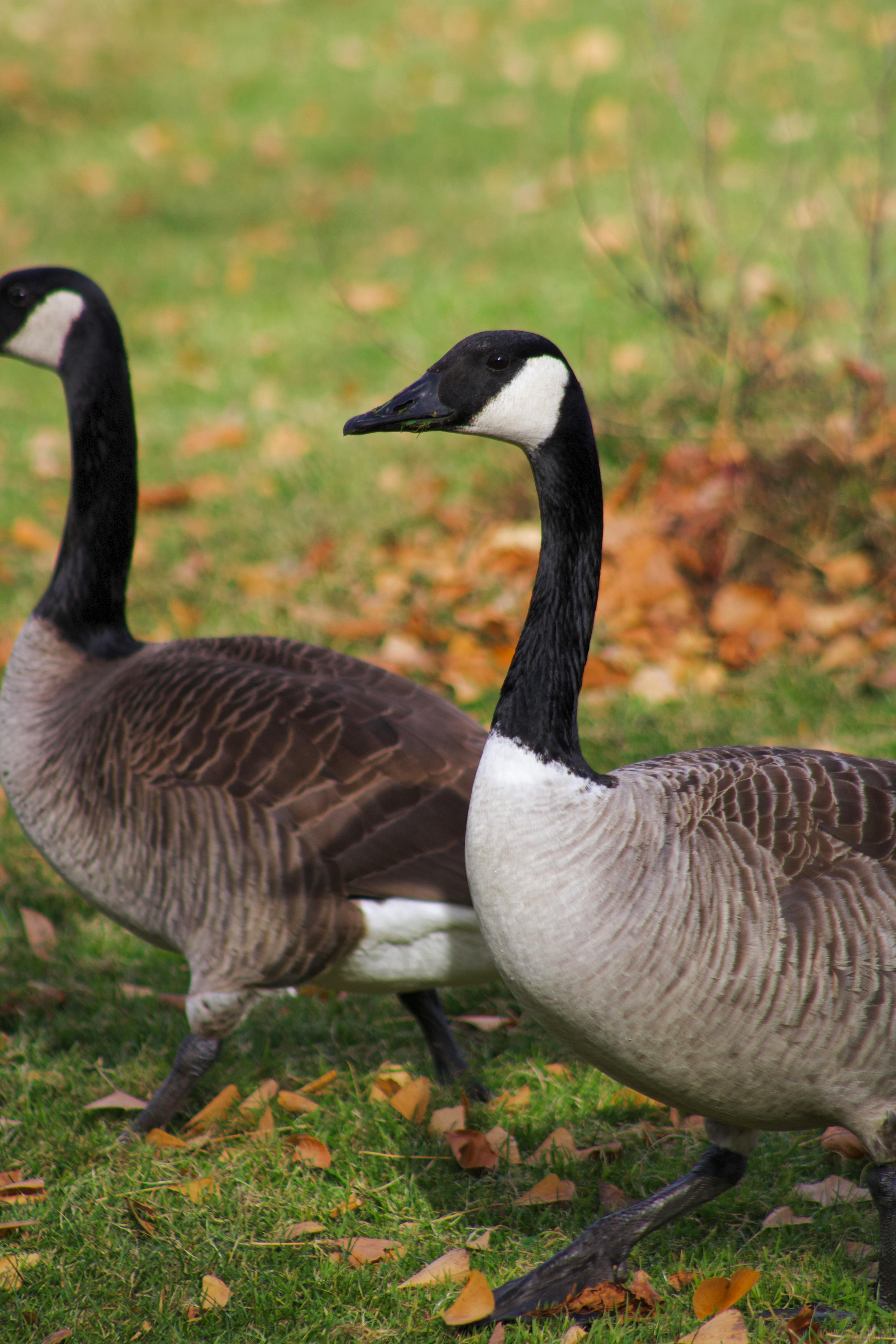 Canada goose clearance 0 finance gmbh