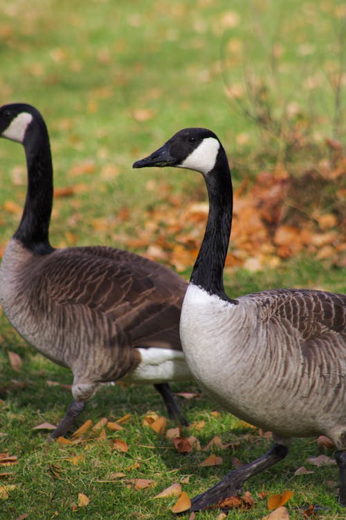 Canada Geese Walking on the Grass