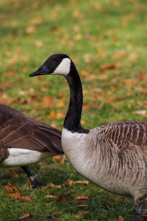 Gratis stockfoto met dierenfotografie, herfst, kakelende ganzen