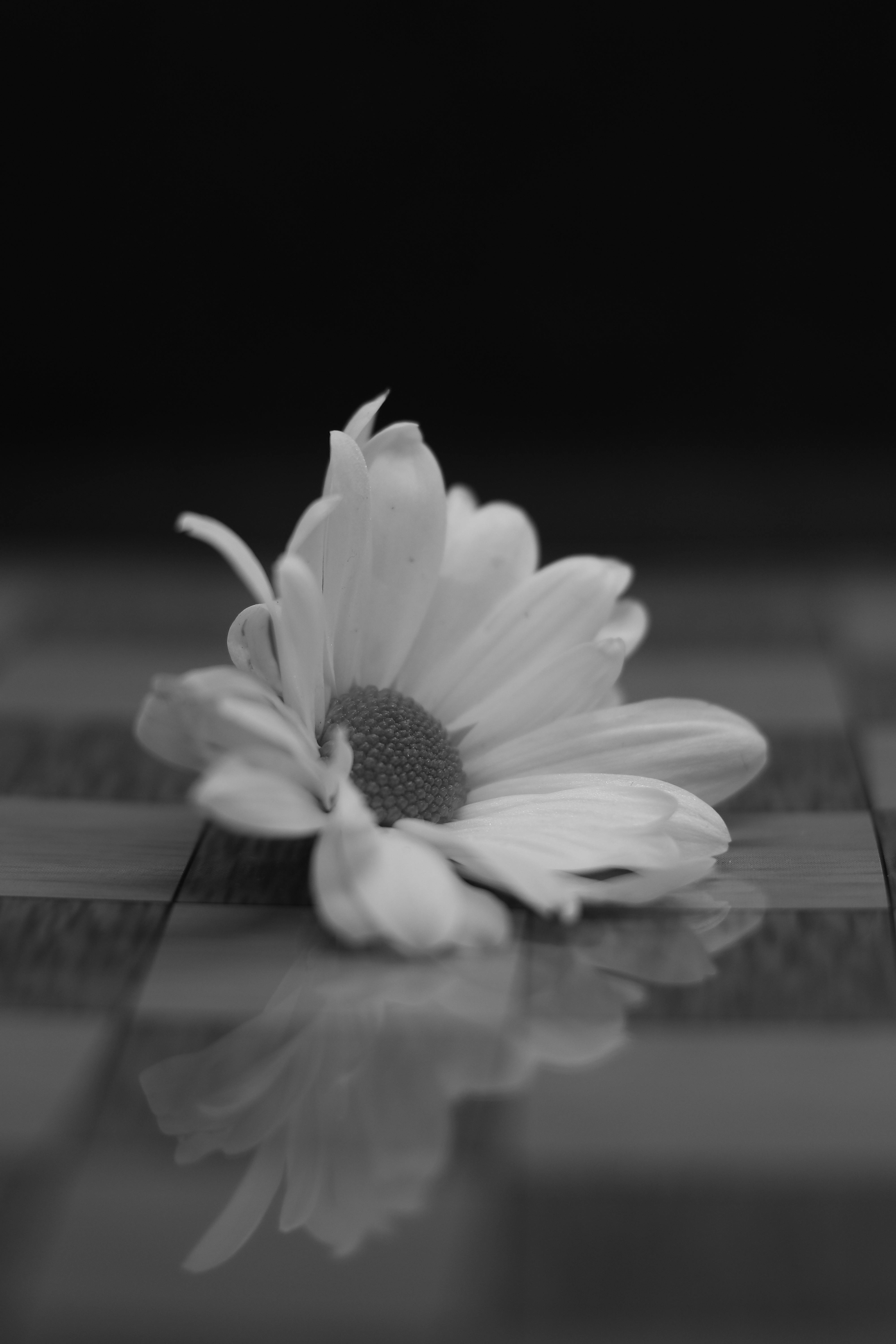 Gratuit Imagine de stoc gratuită din a închide, alb-negru, albe de petale Fotografie de stoc