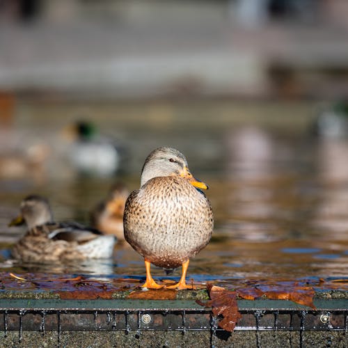 Close-up of Ducks in a Pond 