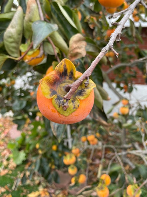 Look Down at a Hanging Persimmons