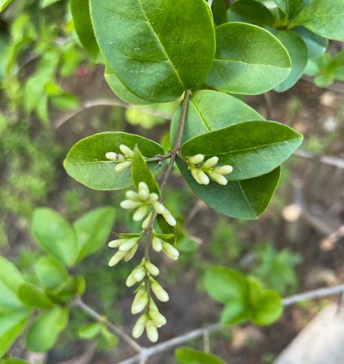 Tiny Flower Buds 