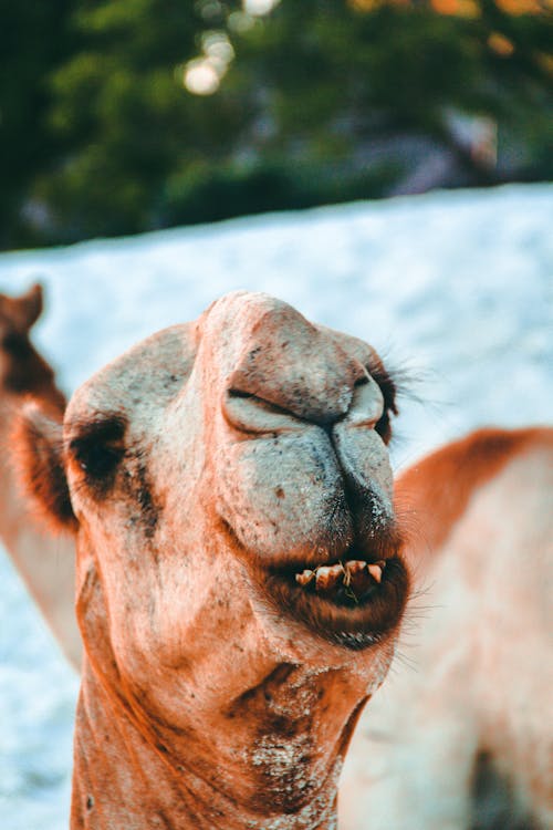 免费 骆驼 素材图片