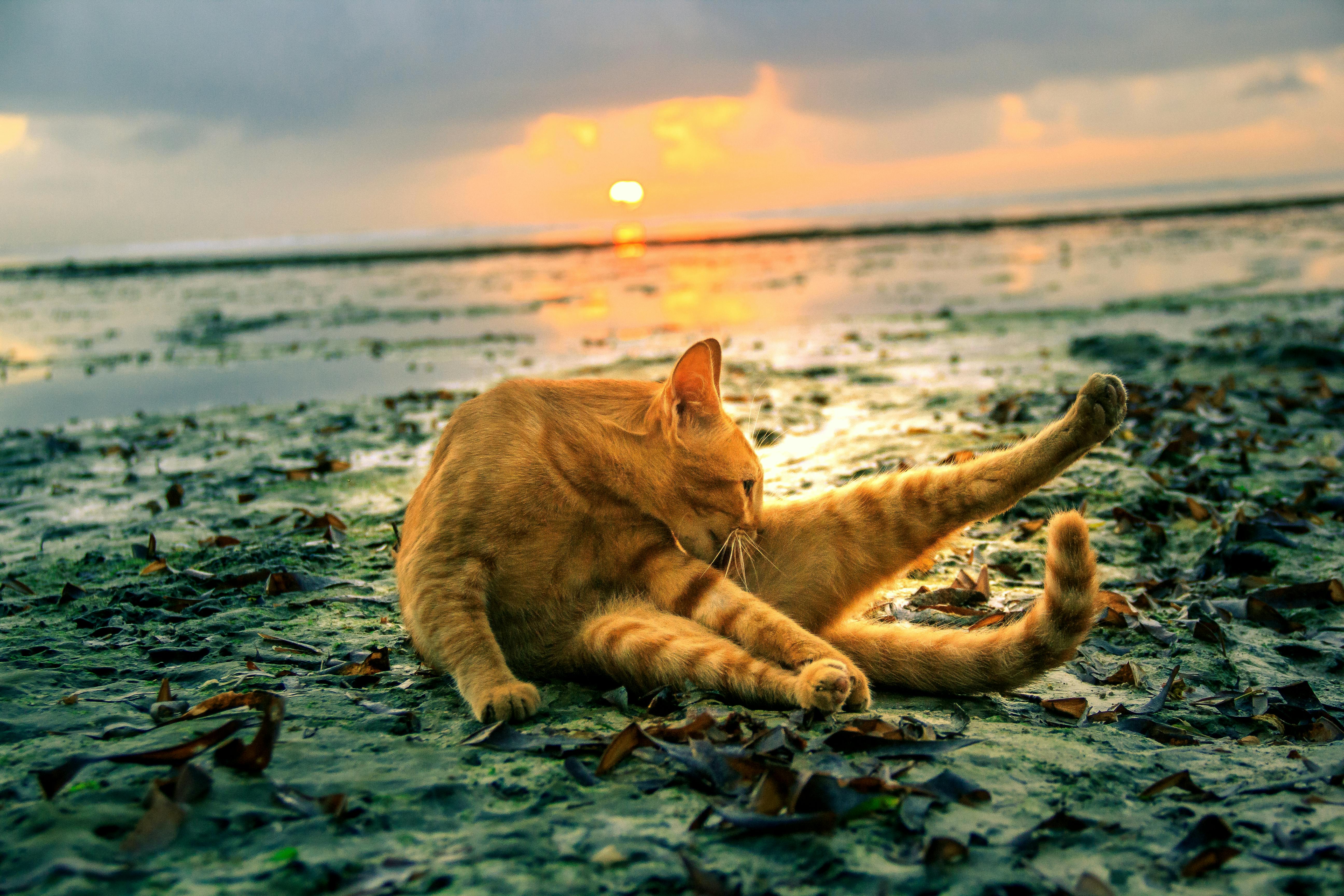 Free stock photo of beach cat, cat in the beach, catty model