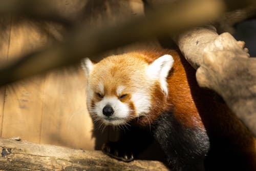 Základová fotografie zdarma na téma fotografie divoké přírody, fotografování zvířat, panda červená