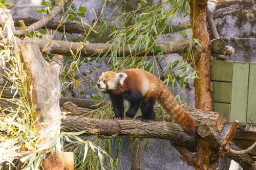 Základová fotografie zdarma na téma fotografie divoké přírody, fotografování zvířat, panda červená