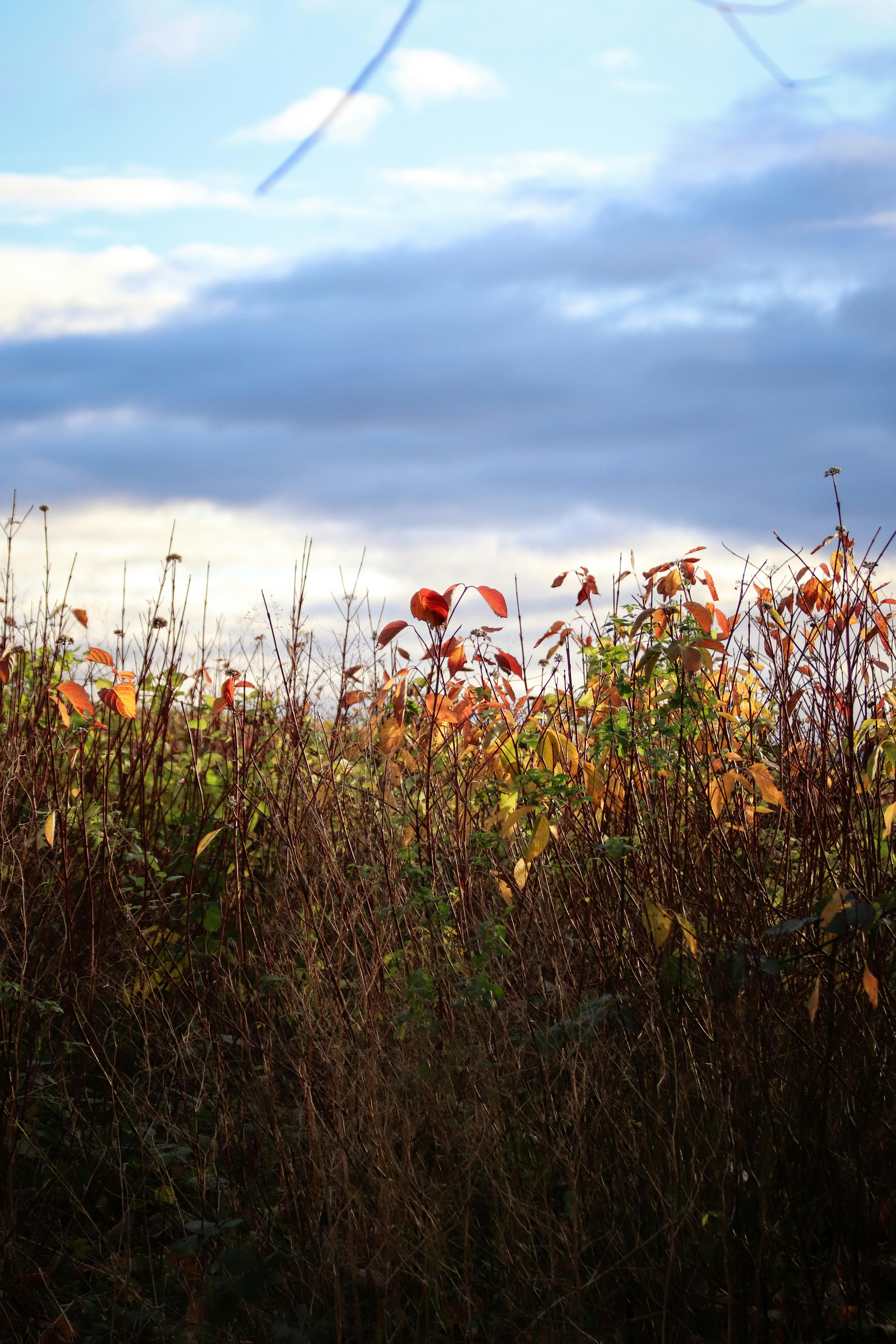 Clouds over Meadow · Free Stock Photo