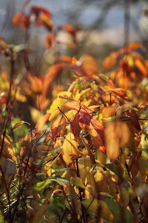 Close-up of Leaves in Autumnal Colors 