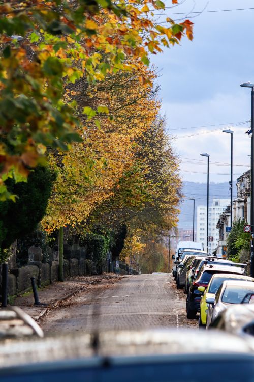 A Street in City with Parked Cars and Autumnal Trees on the Sides ...