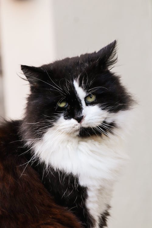 Photo of a Black and White Furry Cat