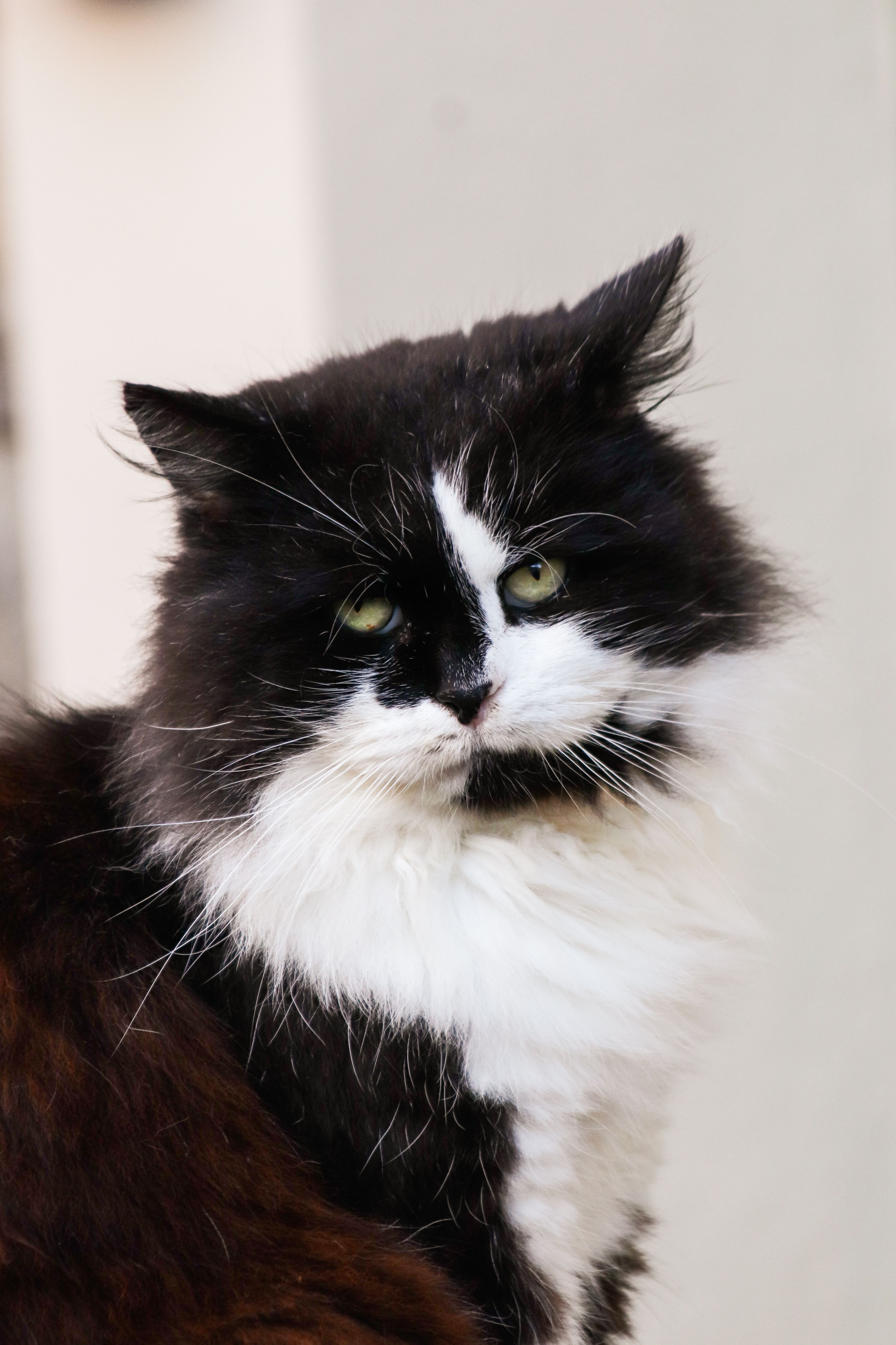 Photo of a Black and White Furry Cat · Free Stock Photo