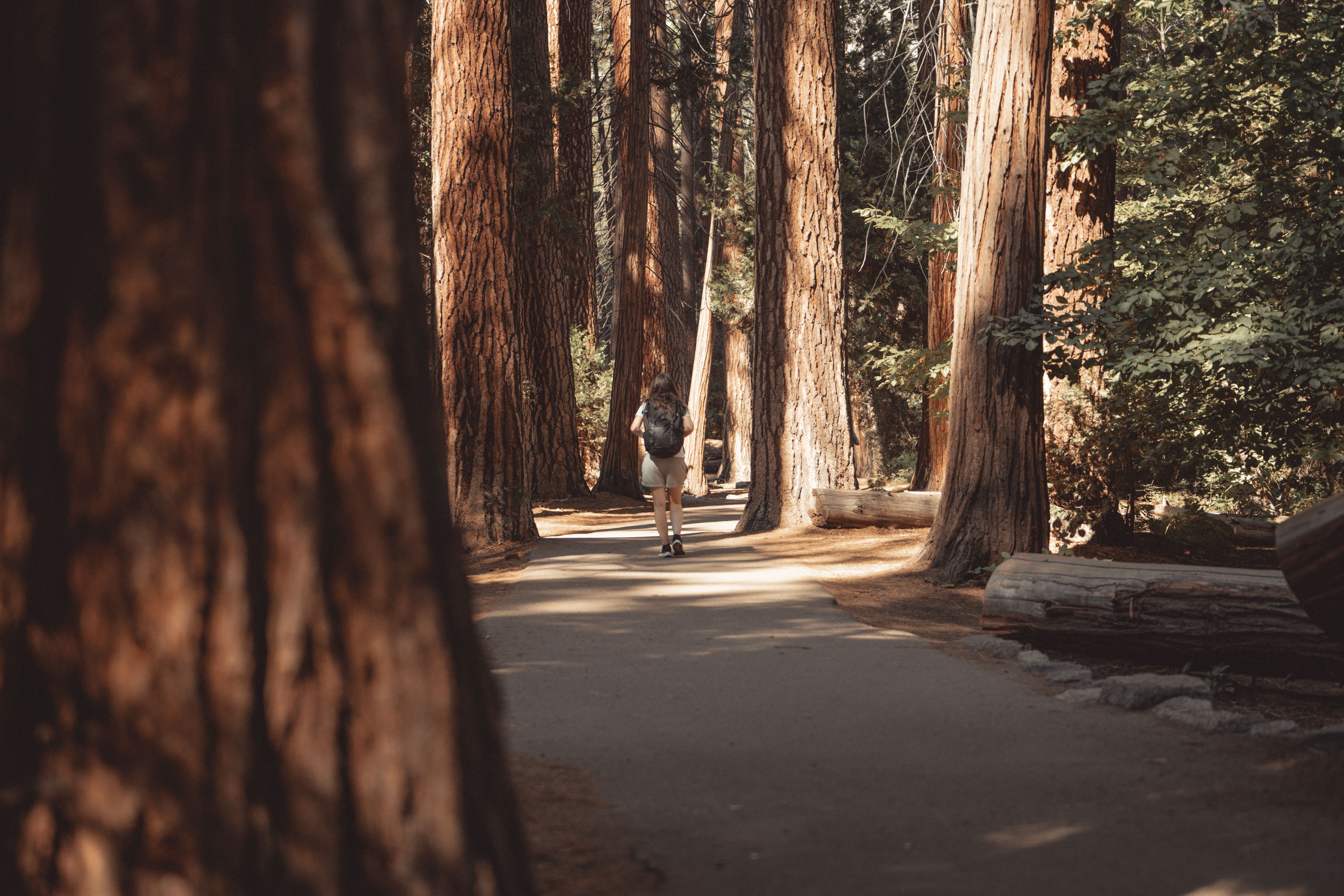 A person walking down a path in the woods · Free Stock Photo