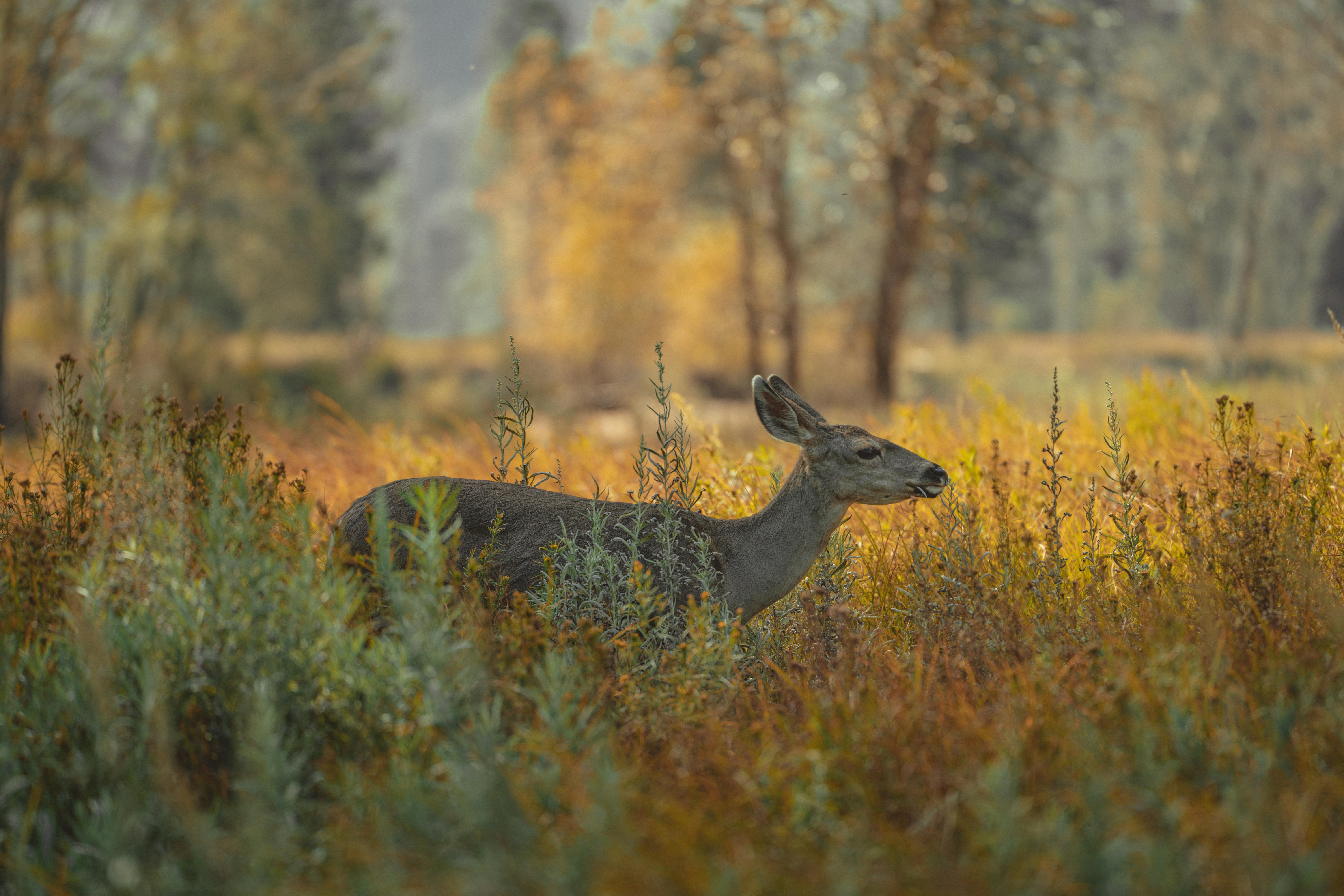 A peaceful deer grazes in a vibrant autumn meadow in Yosemite Valley, California.