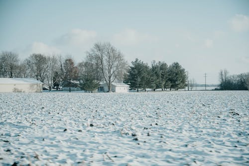 ファーム, フィールド, 冬の無料の写真素材