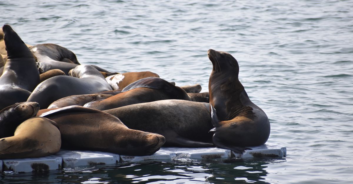 Argentine Federal Judge Halts Sea Lion Oil Project Near Falklands
