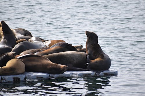 Ücretsiz aslan, bayağı fok, deniz içeren Ücretsiz stok fotoğraf Stok Fotoğraflar